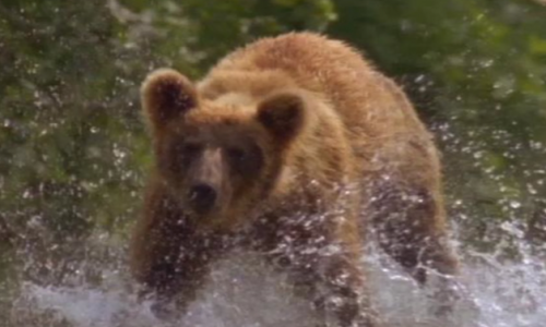 Grizzlies of Kamchatka