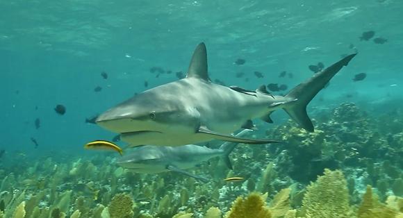Bahama Blue - Shark3 may 21 2014