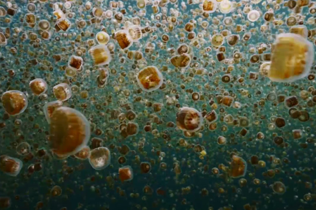 Swarm of Thimble Jellyfish present clearly against darker nighttime waters